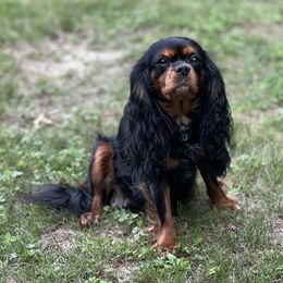 Raine - Cavalier King Charles Spaniel