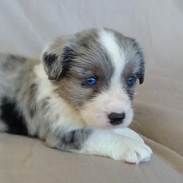 Cardigan Welsh Corgi Puppies from Victory Crown