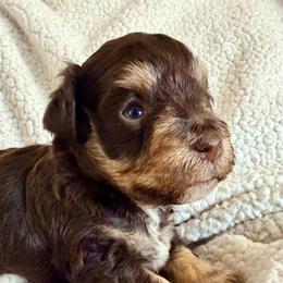 Han - Liver male Miniature Schnauzer puppy in Warrenton, Oregon from Larsen’s Adorable Pups
