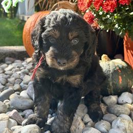 Pancake - Sable male Aussiedoodle puppy in Ellenburg Center, New York from Kristin's Puppies
