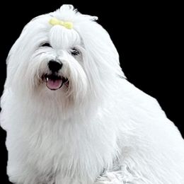 Coton de Tulear puppies from White Arctic Cotons