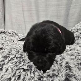 Black Female 1 - Black female Labrador Retriever puppy in Conway, Missouri from Patton's Triple Pine Farm