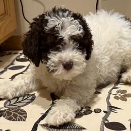 Stuffing - Brown roan male Lagotto Romagnolo puppy in Chicago, Illinois from Midwest Lagotto Romagnolo