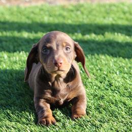 Kenai - Chocolate and tan male Dachshund puppy in Victorville, California from Wirz’s Weens