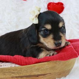 Sadie - Black and cream female Dachshund puppy in Wakarusa, Indiana from PuppyLove Dachshunds