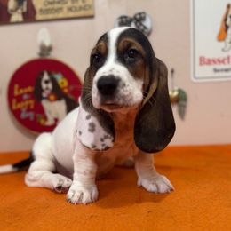 Hoot - Black brown and white male Basset Hound puppy in Pilot Mtn, North Carolina from Lowdown Love Basset Hounds