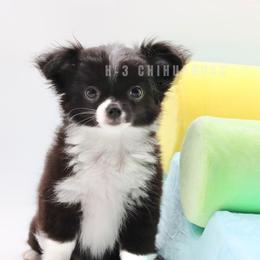 Finn - Black male Chihuahua puppy in Tulsa, Oklahoma from H-3 Chihuahuas