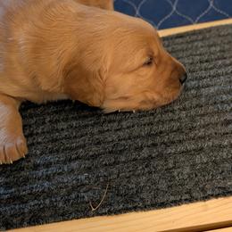 Male- Placement of puppy will be matched to your criteria for an adult dog - Dark golden male Golden Retriever puppy in Yuba City, California from Family Loved Golden Retrievers
