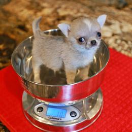 Blue Fawn Grand CH Sired - Blue fawn female Chihuahua puppy in Marcy, New York from Dralion Chihuahuas
