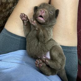 Pink - Brown female Chesapeake Bay Retriever puppy in Pisgah Forest, North Carolina from Whiskey Creek Chesapeakes