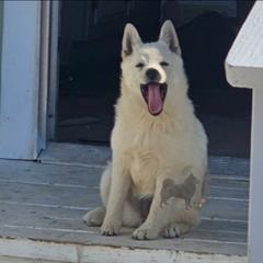 Summer -upcoming - Schipperke