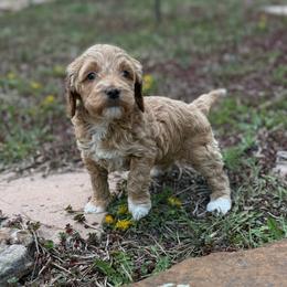 Luna - Red  female Goldendoodle puppy in Monument, Colorado from Colorado Dreamin Doodles