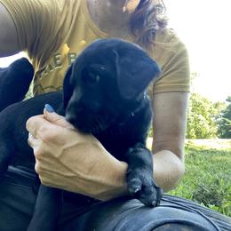 Jack Russell Terrier and Labrador Retriever Puppies from Canine Assist