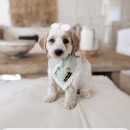 Friday - Parti female Goldendoodle puppy in Syracuse, Indiana from The Doodle Cove