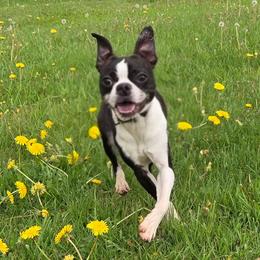 Newt - Boston Terrier