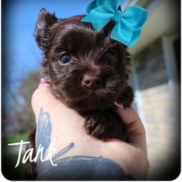 Murphy (Tank) - Chocolate and tan male Yorkshire Terrier puppy in Warren, Michigan from Danielle's Yorkie Babies