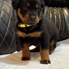 Yellow Collar - A Litter - Black and tan female Beauceron puppy in Sterling, Illinois from Beaucerons of Tempete De Hope