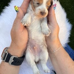 Dachshund Puppies from Collier Dachshunds