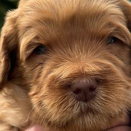 Valentine - Red Australian Labradoodle puppy in Riverside, California from Sycamore Canyon Labradoodle