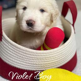 Violet Boy - White male Great Pyrenees puppy in Red Bluff, California from River's Bend Walnut Orchard