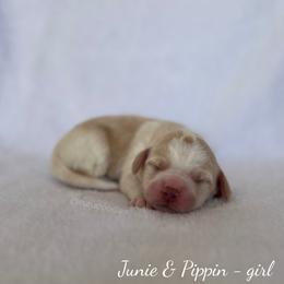 Misty - Caramel female Australian Labradoodle puppy in Belding, Michigan from Rutu Australian Labradoodles