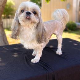Kai - Shih Tzu