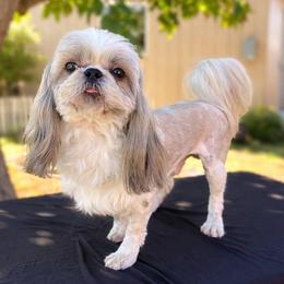 Kai - Shih Tzu