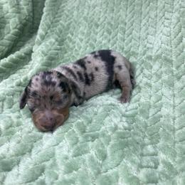 Boston - Dapple male Dachshund puppy in Richmond, Virginia from Paw Prints