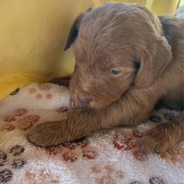 Milkshake - Caramel red female Labradoodle puppy in Montrose, Colorado from Ithilien Labradoodles