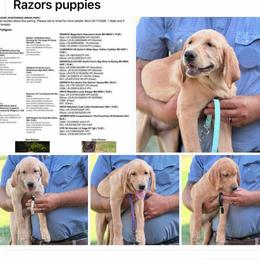 Boy - Yellow male Labrador Retriever puppy in Quinlan, Texas from Wright Way Retrievers