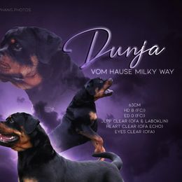 Dunja - Rottweiler