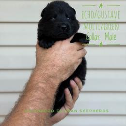 Green Multi Collar or Blue Collar - Black male German Shepherd puppy in Carlisle, Arkansas from Roanwood German Shepherds