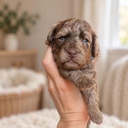 Charles - Merle male Goldendoodle puppy in Millville, California from Hope Lane Kennels