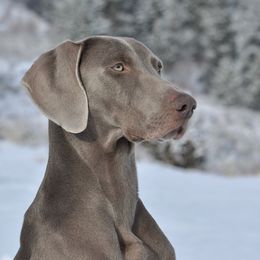 Rubi - Weimaraner