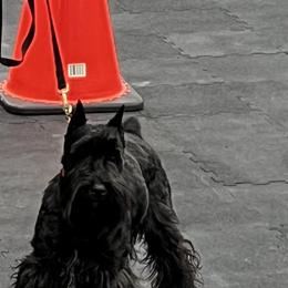 Moxie - Miniature Schnauzer