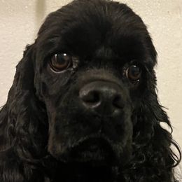 Renesmee - Cocker Spaniel