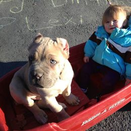 Cane Corso Puppies from Knights Watch Cane Corso