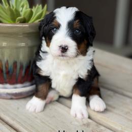 Hashbrown - Tri-color male Bernedoodle puppy in El Campo, Texas from Little Fur Friends Bernedoodles