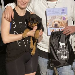 Rottweiler Puppies from KarmaKennelPNW