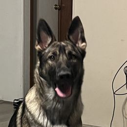 Zelda - German Shepherd