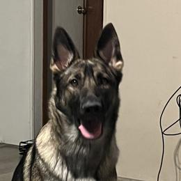 Zelda - German Shepherd