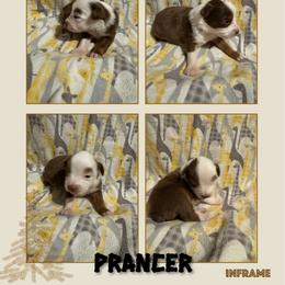 Prancer - Red tri male Toy Australian Shepherd puppy in Menan, Idaho from Teton Toy Aussies