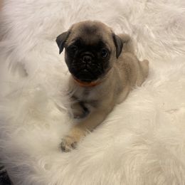 Girl 1 - Pug puppy in Alabama from Pug Love of Opelika Alabama