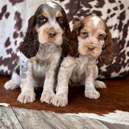 English Springer Spaniel Puppies from Willow Creek Farms