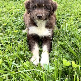Aussiedoodle Puppies from A Dose Of Doodle