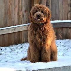 Goldendoodle All Grown Up from Blessed Day Doodles