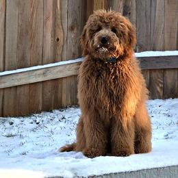 Goldendoodle All Grown Up from Blessed Day Doodles