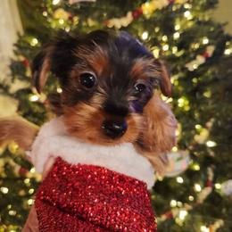 Yorkipoo and Yorkshire Terrier Puppies from Texas Yorkies and Yorkiepoos