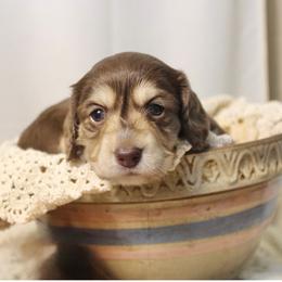 Mocha - Chocolate and cream female Dachshund puppy in Laurel, Mississippi from Kissinger Dachshunds