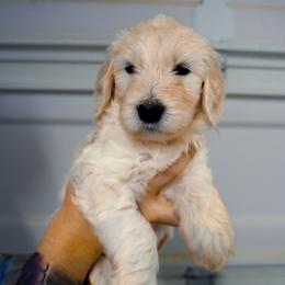 Theia (black) - Cream female Goldendoodle puppy in Portsmouth, Virginia from Hopping Howlers Ranch